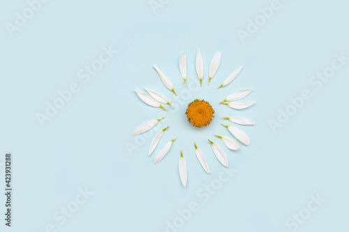 Chamomile with scattered petals photo