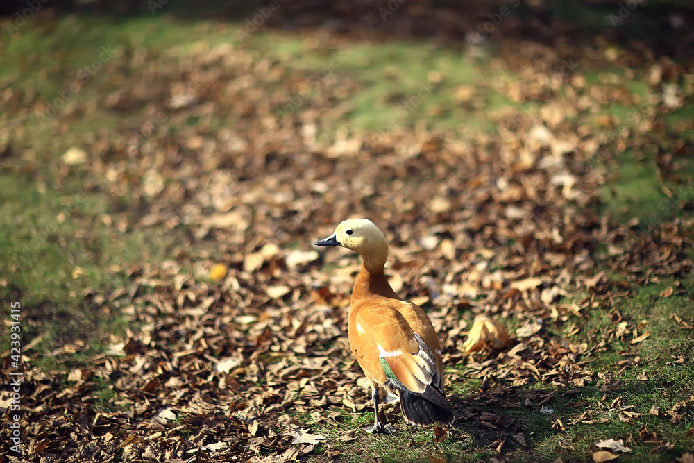 duck in autumn park, view of abstract relaxation alone duck in autumn park, view of abstract relaxation alone