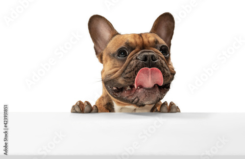 Wall Mural Young brown French Bulldog playing isolated on white studio background