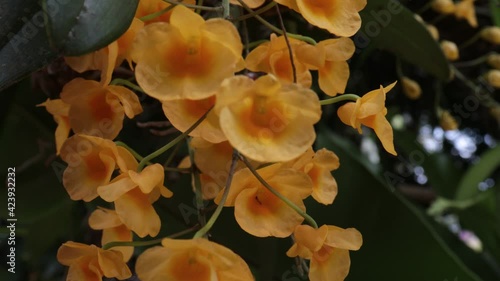 yellow flowers in the forest