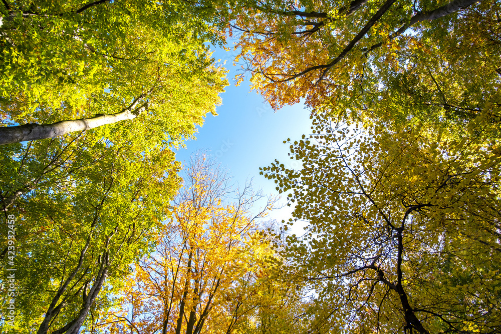 Perspective from down to up view of autumn forest with bright orange and yellow leaves. Dense woods with thick canopies in sunny fall weather. Perspective from down to up view of autumn forest with bright orange and yellow leaves. Dense woods with thick canopies in sunny fall weather.