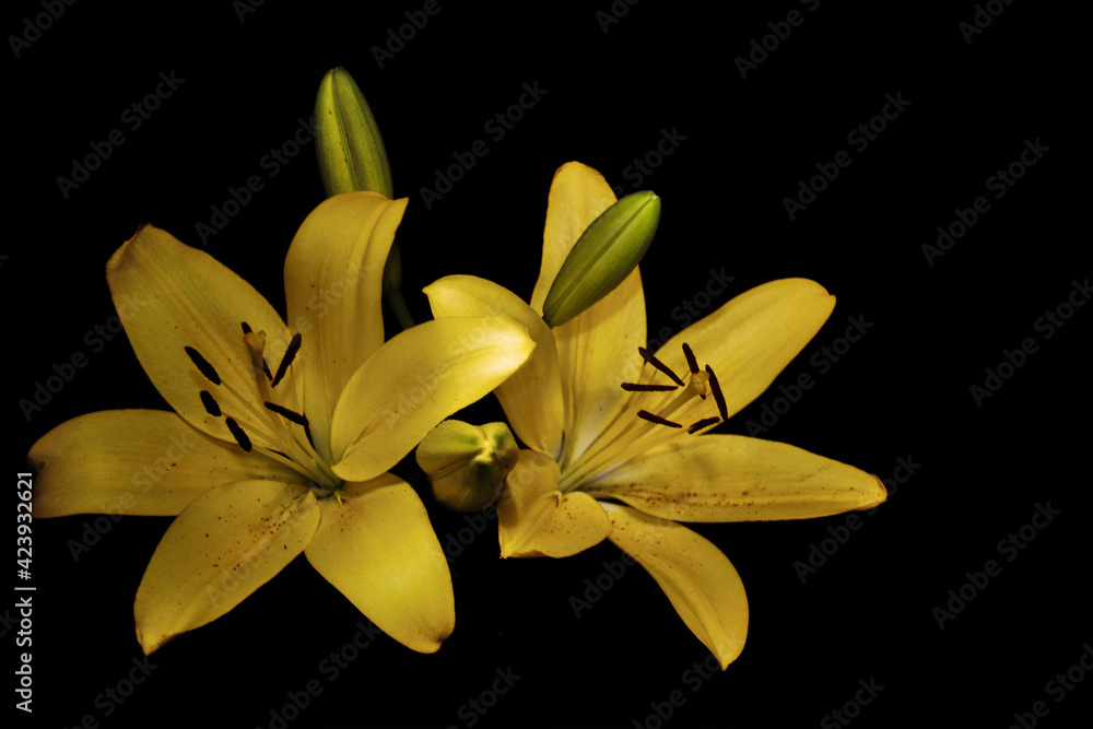 Fototapeta premium Asiatic Yellow Lily in black background