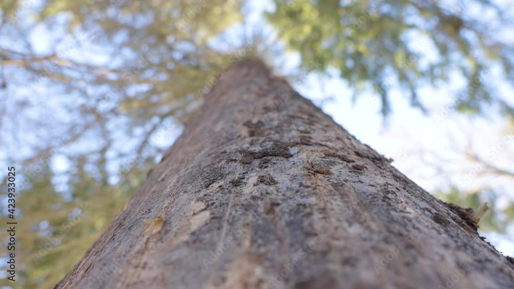 Closer look of the trunk of the spruce tree in the forest Closer look of the trunk of the spruce tree in the forest