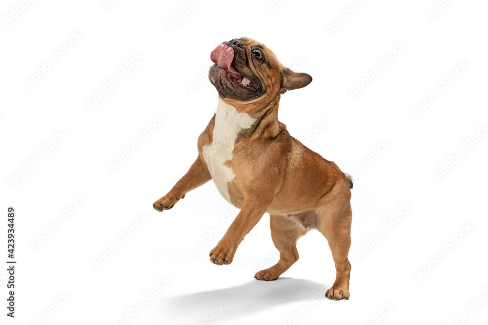 Fototapeta premium Young brown French Bulldog playing isolated on white studio background