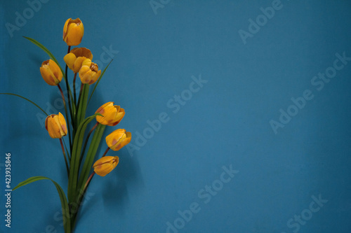 Yellow tulips against complimetary blue wall