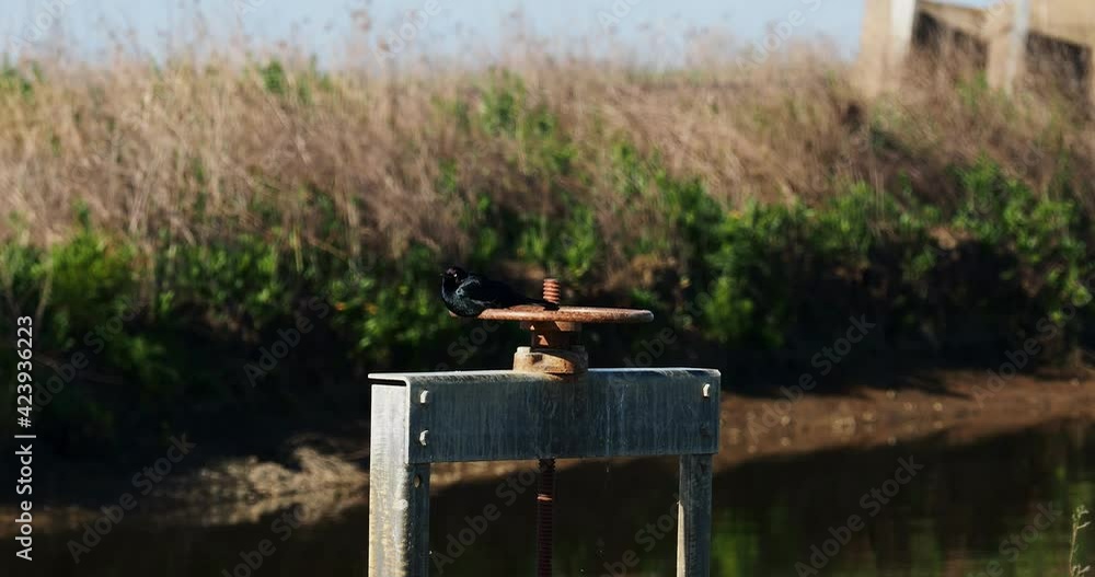 Black bird perched on water valve Black bird perched on water valve