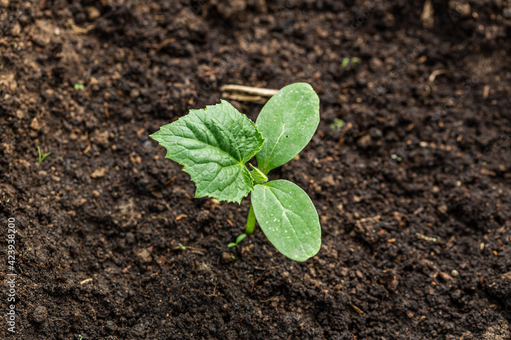 Young sprout new cucumber plant at soil Young sprout new cucumber plant at soil