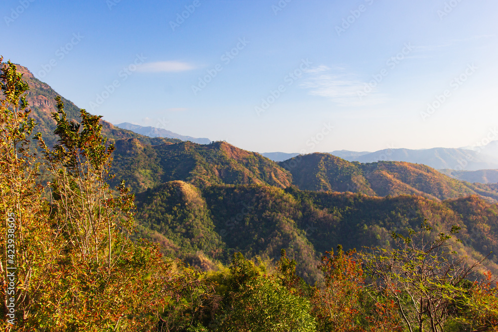 Plants and wild flowers on the mountain, views of the mountains in Phetchabun Province, Thailand.