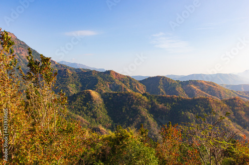 Plants and wild flowers on the mountain  views of the mountains in Phetchabun Province  Thailand.