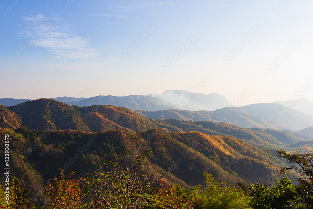 Plants and wild flowers on the mountain, views of the mountains in Phetchabun Province, Thailand. Plants and wild flowers on the mountain, views of the mountains in Phetchabun Province, Thailand.