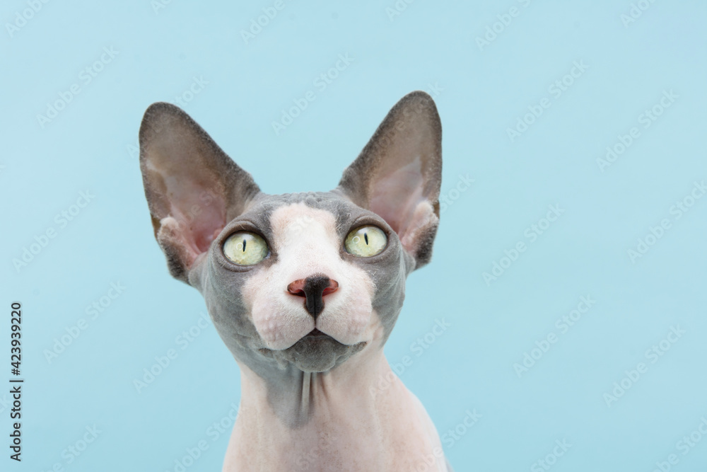 Close-up sphynx cat looking at camera. Isolated on blue pastel background