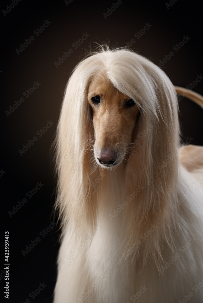 portrait of an Afghan hound on a black background. long-haired dog for excellent grooming portrait of an Afghan hound on a black background. long-haired dog for excellent grooming