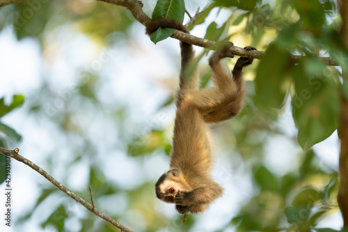 Canvas Print The Hooded capuchin monkey (Cebus apella cay)