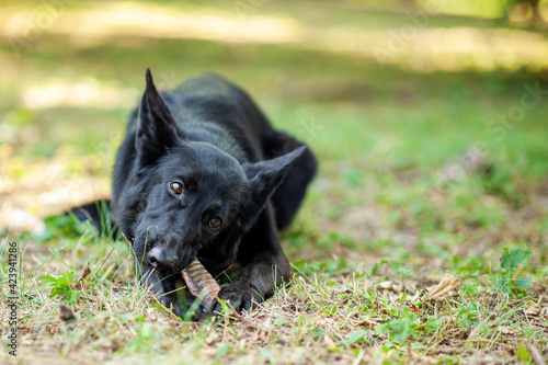 Healthy happy black shepperd dog chewing dry treats, lying down on green grass in park or back yard. Outdoors, copy space, soft selective focus.