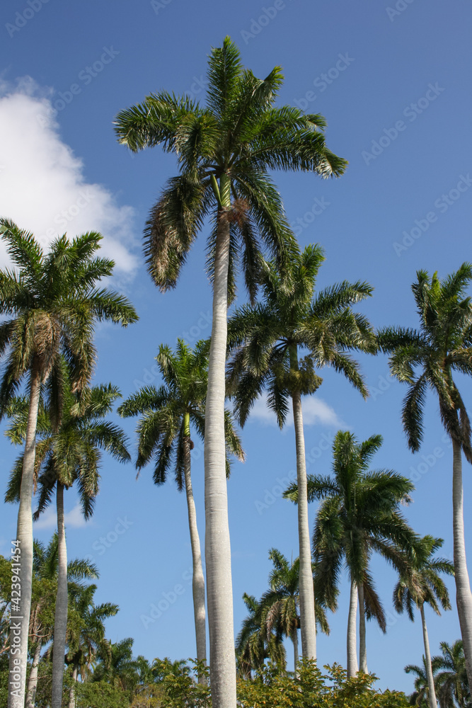 Tall palm trees with thin trunks and dark green leaves against a blue sky in Matanzas, Cuba.