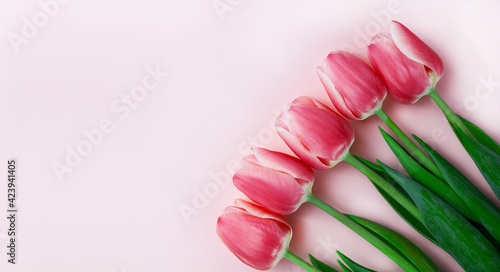 Fototapeta Naklejka Na Ścianę i Meble -  Red tulips on pink background. Mothers day, March 8, Valentine's Day, Birthday celebration concept. Greeting card. Banner. Copy space. Close-up. Top view.