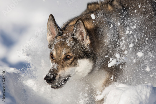 Schäferhund Mischling im tiefen Schnee, Österreich © skmjdigital