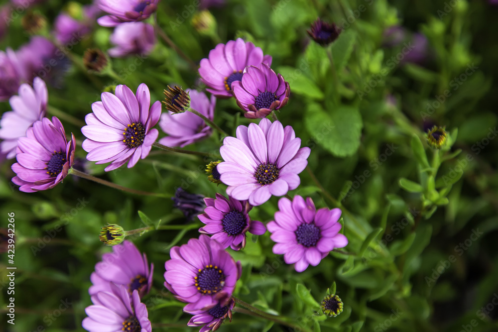 Violet daisies flowers