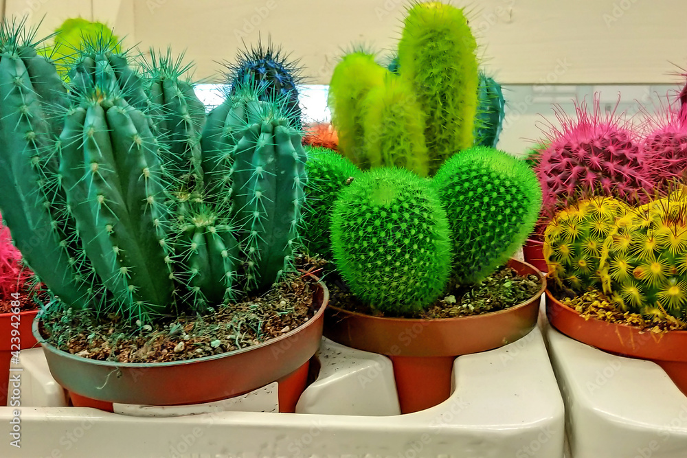 Colorful small cacti in pots close-up Colorful small cacti in pots close-up