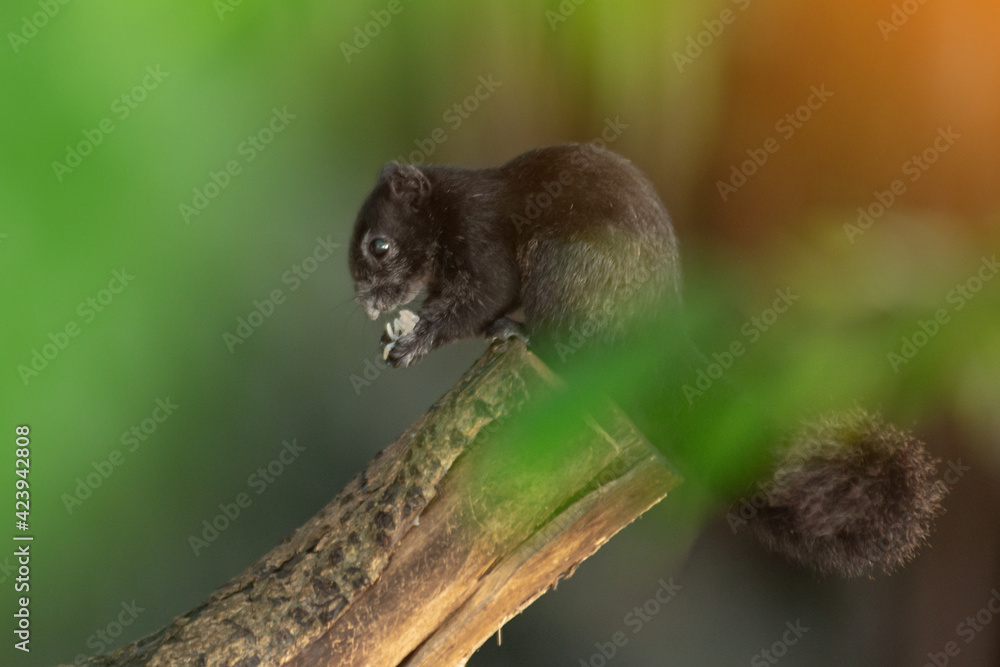 Thailand palm squirrel in national park. Full title Funambulus palmarum Thailand palm squirrel in national park. Full title Funambulus palmarum