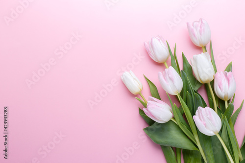 Tulips on pink background