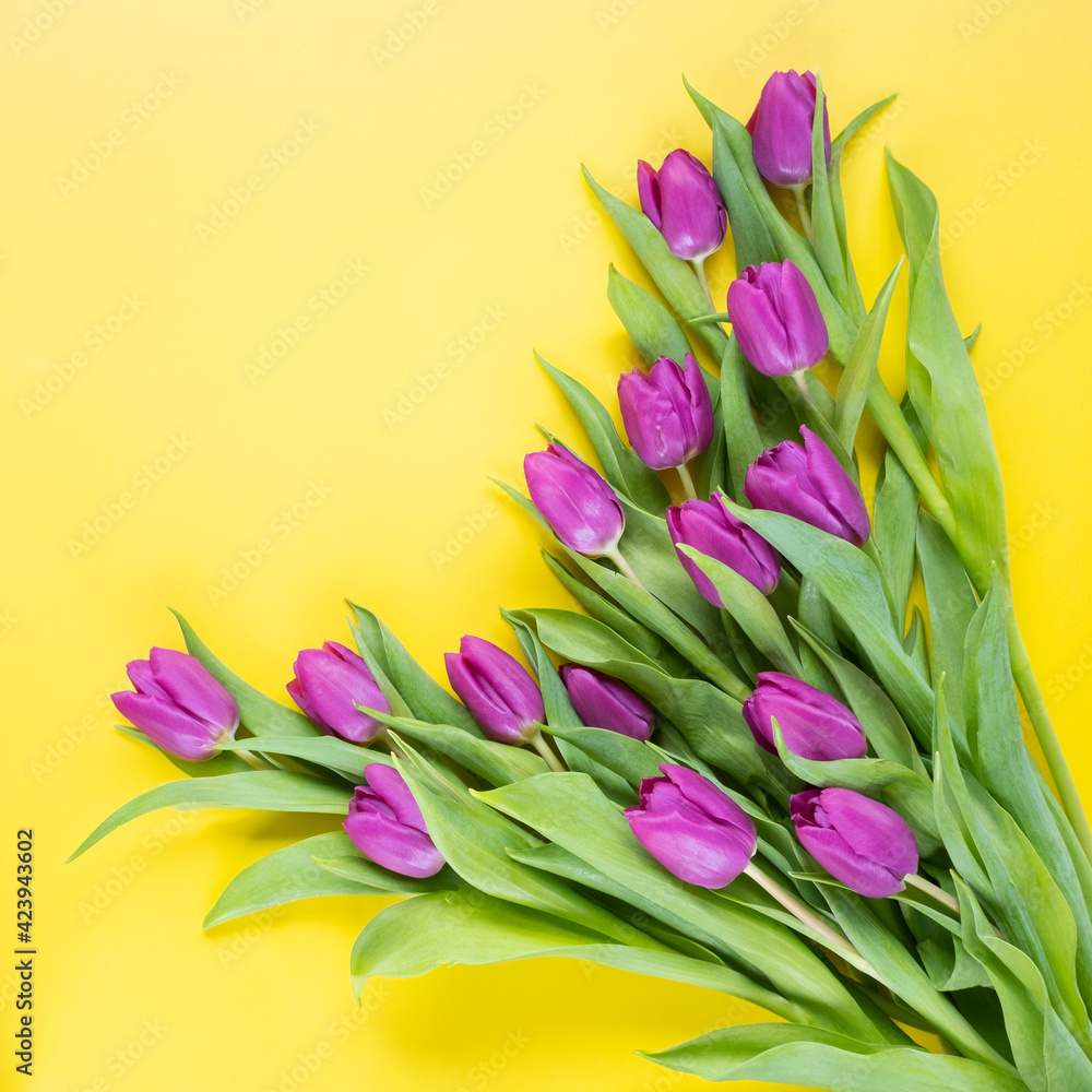 Obraz premium Beautiful tulips on the yellow background