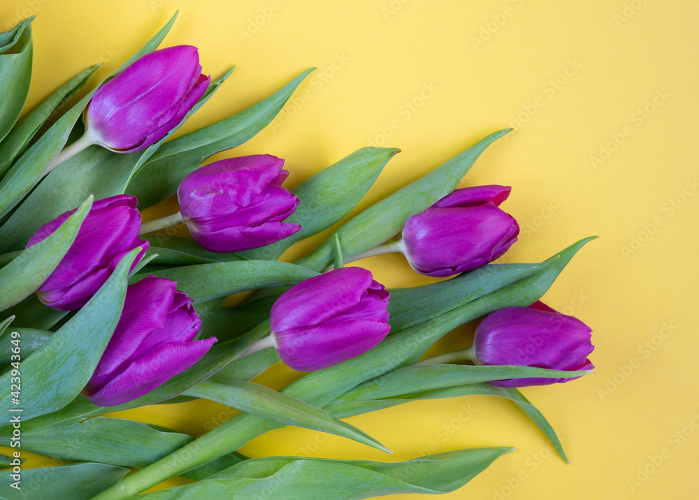 Beautiful tulips on the yellow background