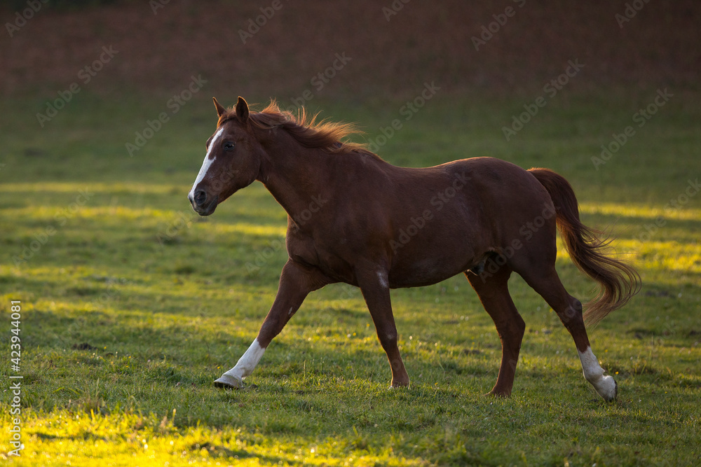 Obraz premium Warmblut Wallach Fuchs im Herbst, Österreich