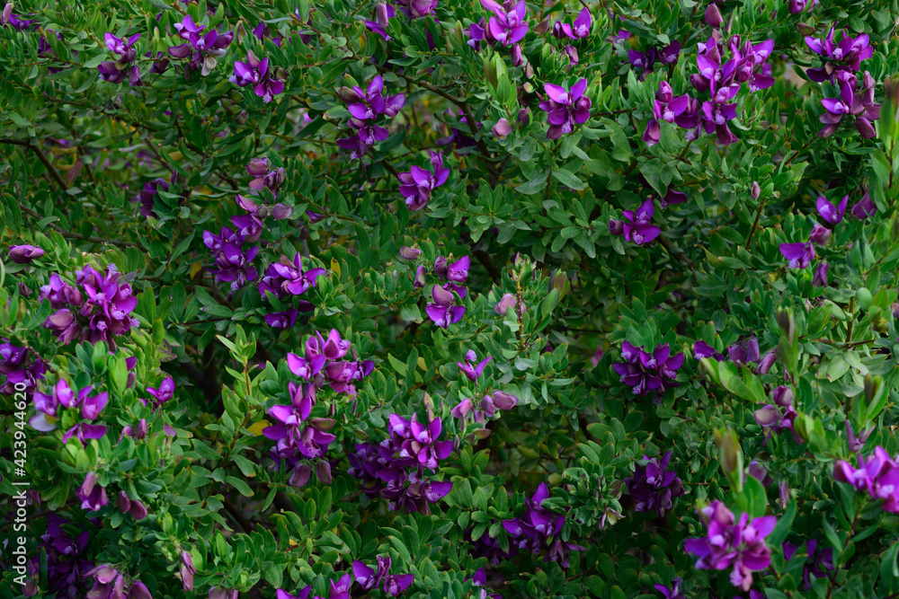 Shrub with beautiful lilac flowers Shrub with beautiful lilac flowers