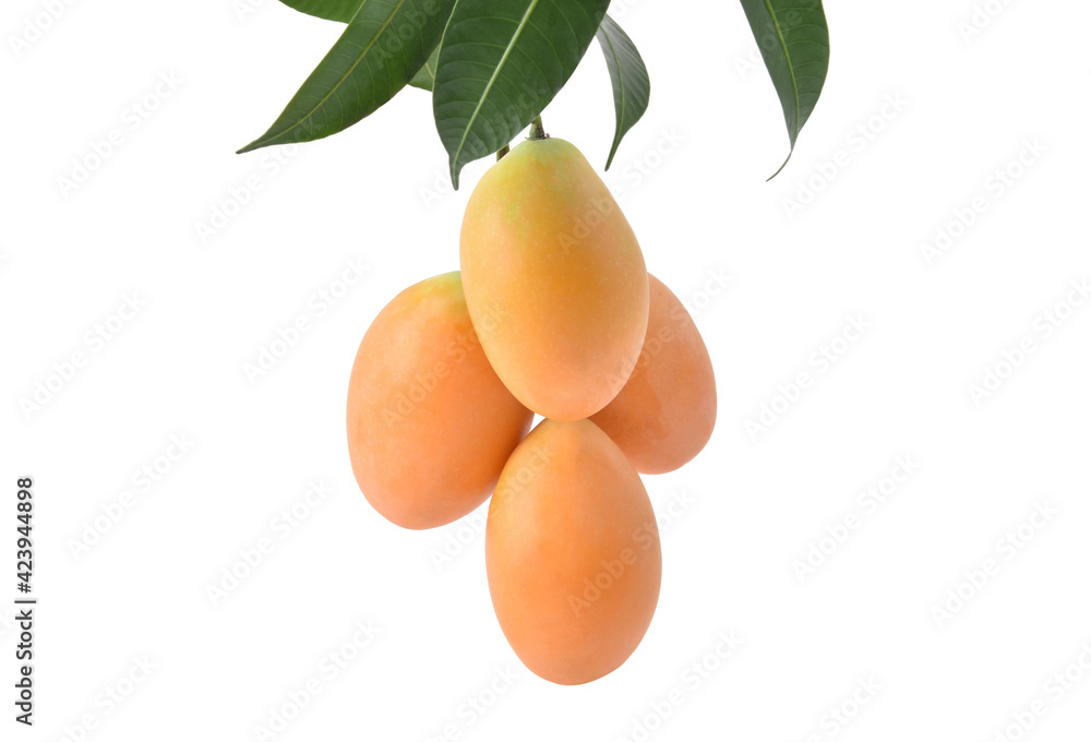 Marian plum isolated on the white background. Marian plum isolated on the white background.
