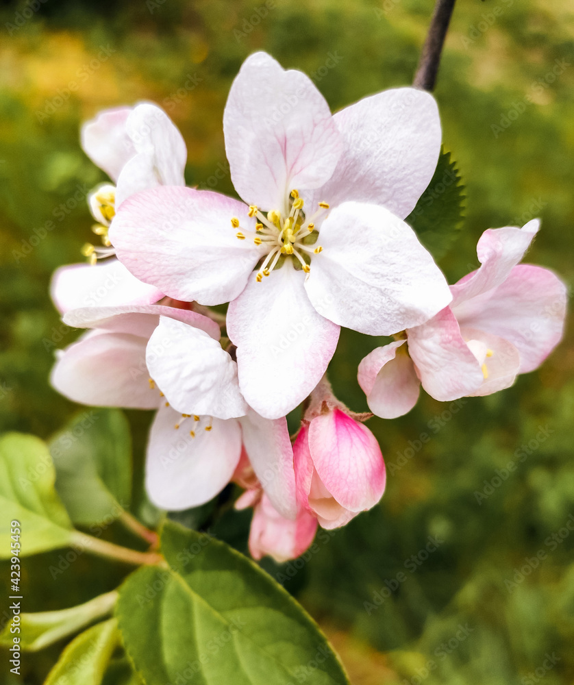 Blooming flowers of apple tree, spring flower. Blooming flowers of apple tree, spring flower.