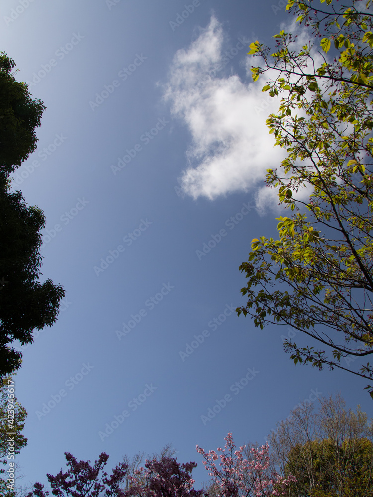 空といろいろな樹木