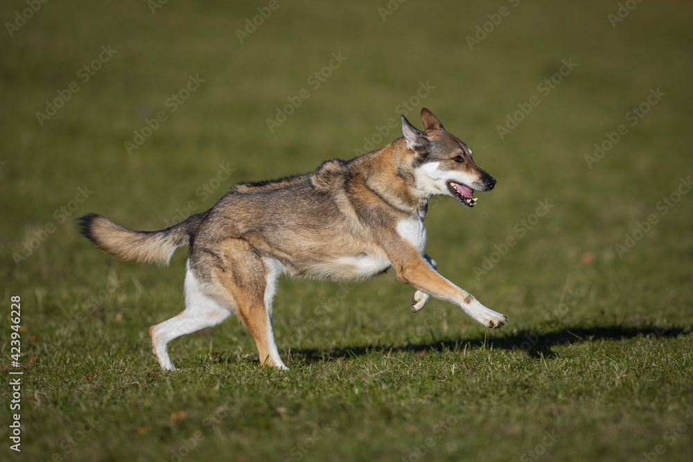 Schäferhund Mischlingshündin im Herbst auf der Wiese, Österreich