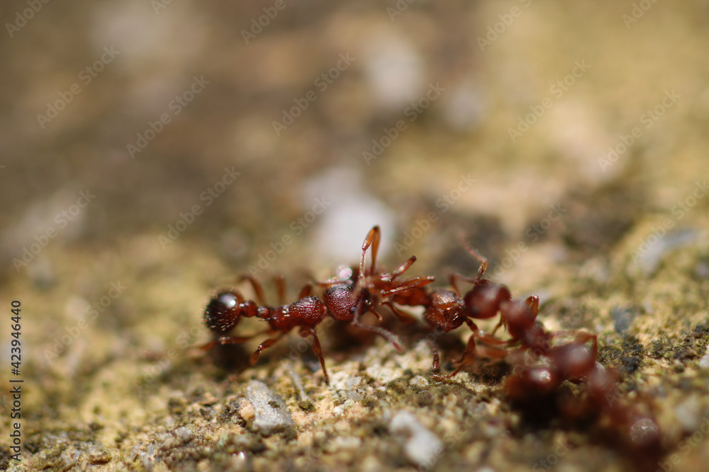 myrmica scabrinodis warrior ant macro photo myrmica scabrinodis warrior ant macro photo