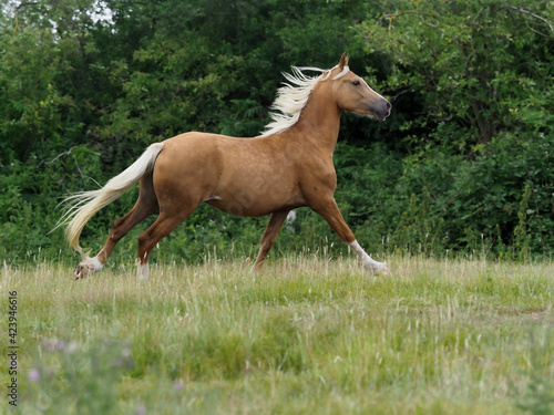 Pretty Cantering Horse