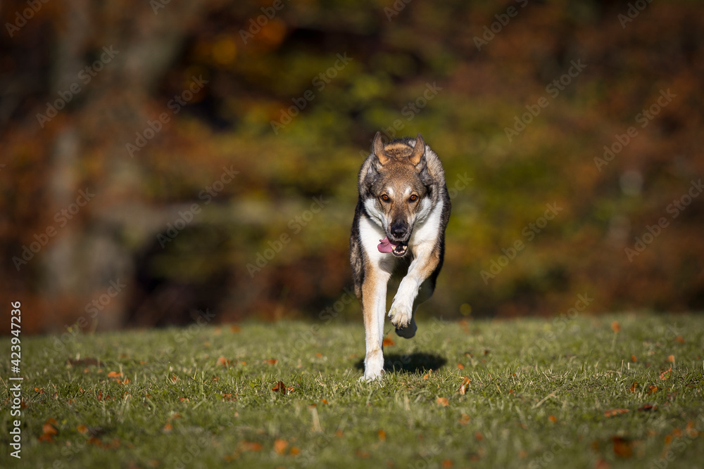 Schäferhund Mischlingshündin im Herbst auf der Wiese, Österreich