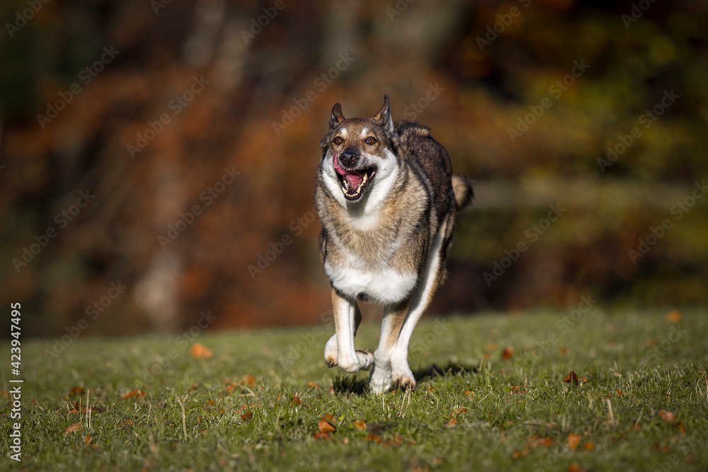 Schäferhund Mischlingshündin im Herbst auf der Wiese, Österreich