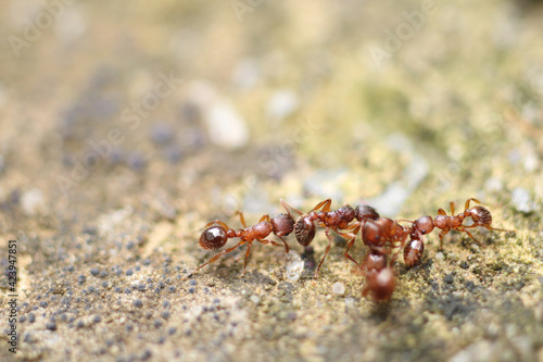 myrmica scabrinodis warrior ant macro photo © Recep