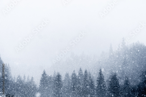 Winter forest © Julia