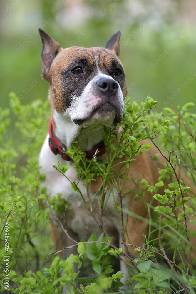 brown and white American Staffordshire Terrier dog in summer in the park brown and white American Staffordshire Terrier dog in summer in the park