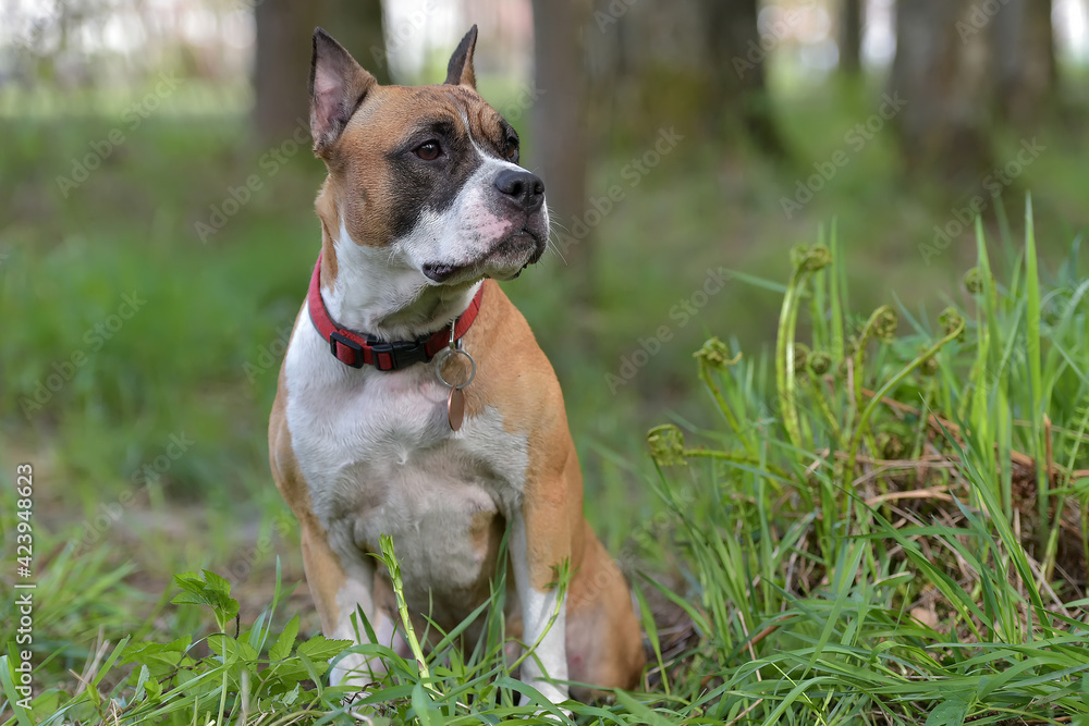 brown and white American Staffordshire Terrier dog in summer  in the park