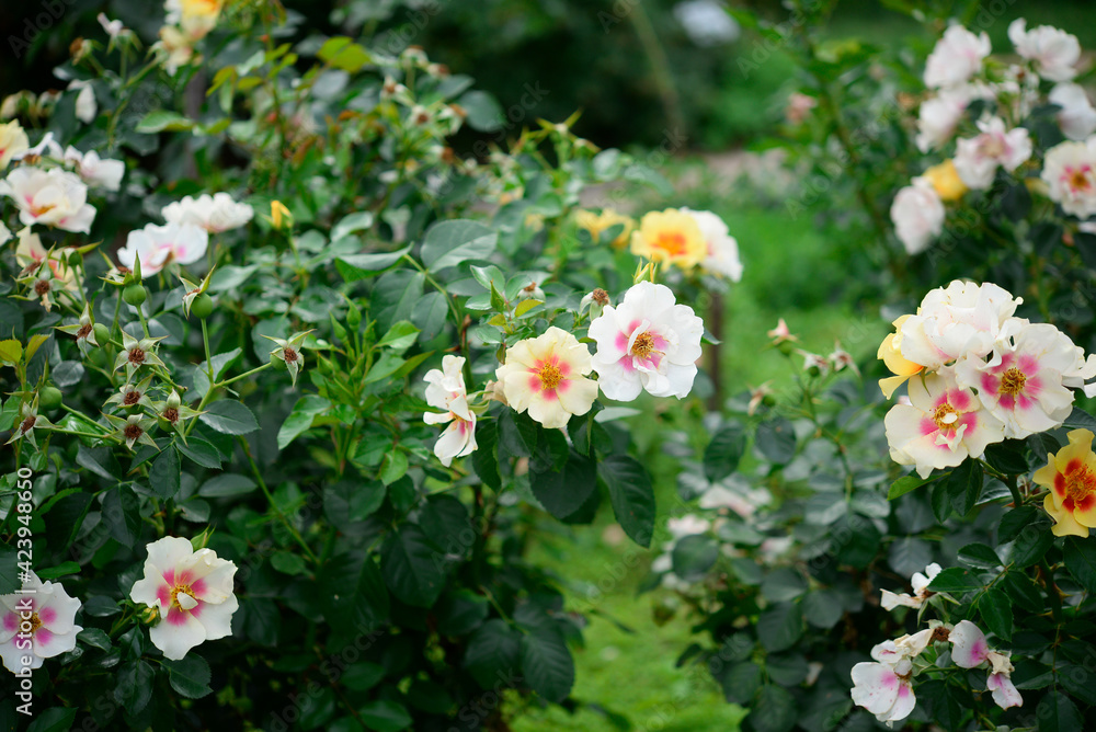 Fototapeta premium flowers in garden