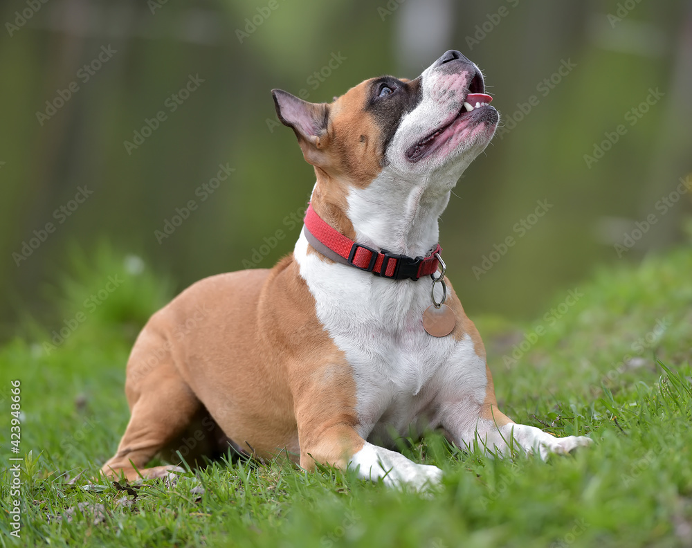 brown and white American Staffordshire Terrier dog in summer  in the park
