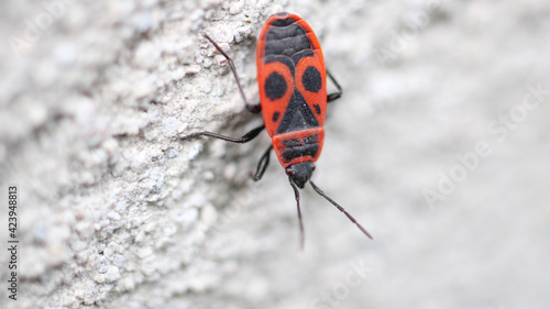 red pyrrhocoris apterus macro photo photo