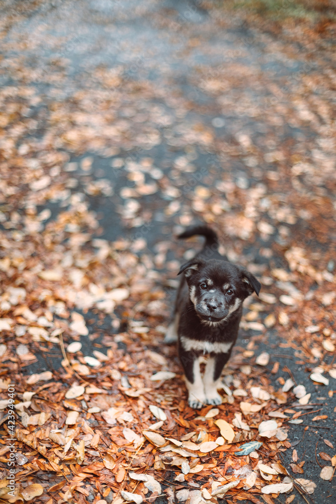 Happy dog puppy stands on the street in autumn park