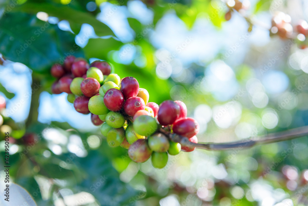 Ripe Red coffee bean berry plant fresh seed coffee tree growth in green eco organic farm. Close up red ripe seed robusta arabica berries harvest for coffee garden. Fresh coffee bean green leaf bush Ripe Red coffee bean berry plant fresh seed coffee tree growth in green eco organic farm. Close up red ripe seed robusta arabica berries harvest for coffee garden. Fresh coffee bean green leaf bush