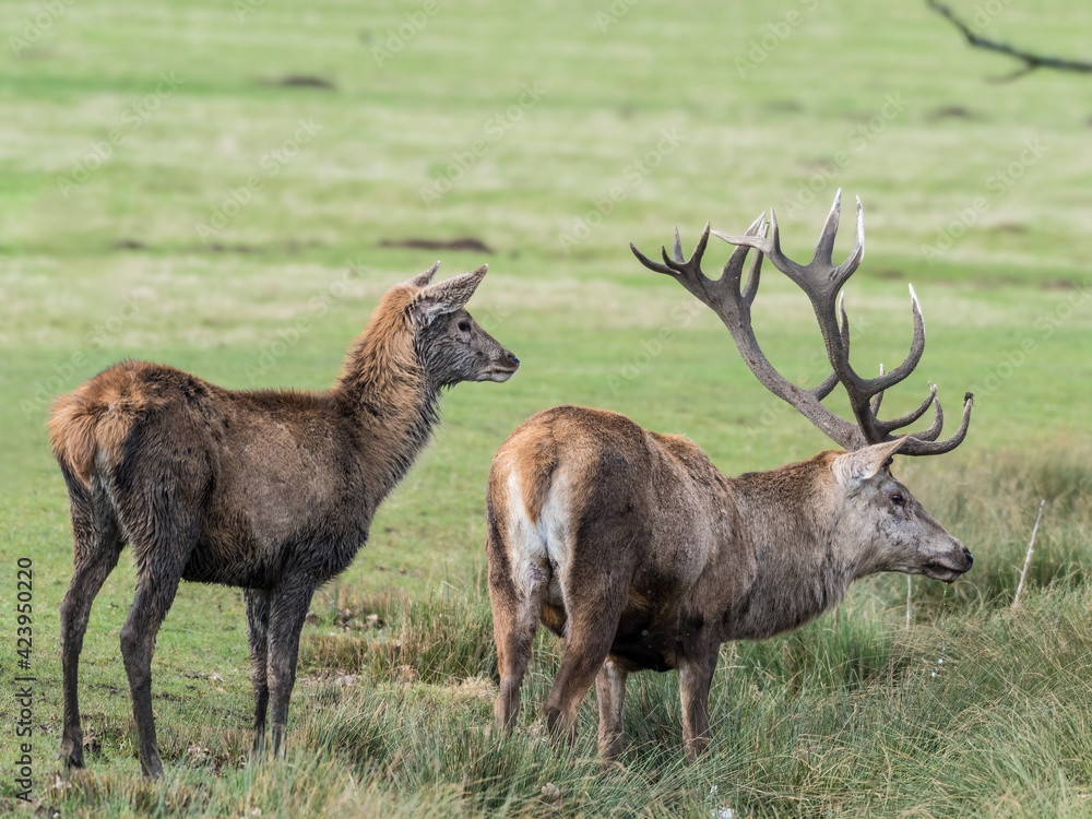 Obraz premium Male and Female Red Deer Standing in a Field