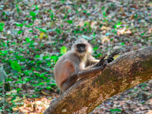 Indian Black Faced Long Tailed Gray Langur Monkey sitting on the Tree