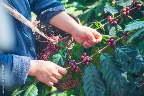 Man Hands harvest coffee bean ripe Red berries plant fresh seed coffee tree growth in green eco organic farm. Close up hands harvest red ripe coffee seed robusta arabica berry harvesting coffee farm