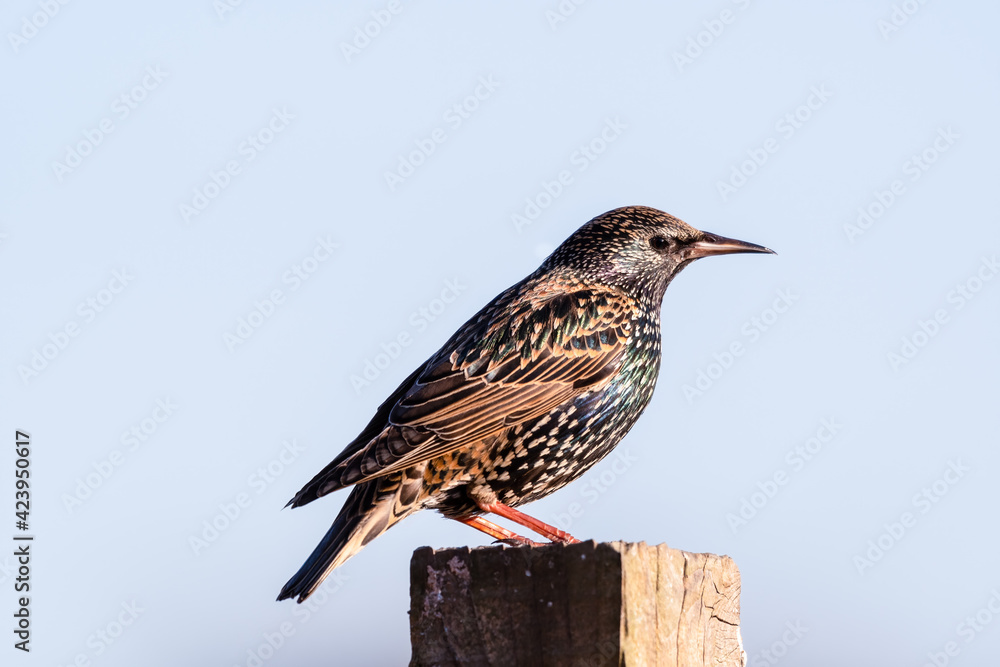 Fototapeta premium Iridescent Starling Standing on a Fence Post
